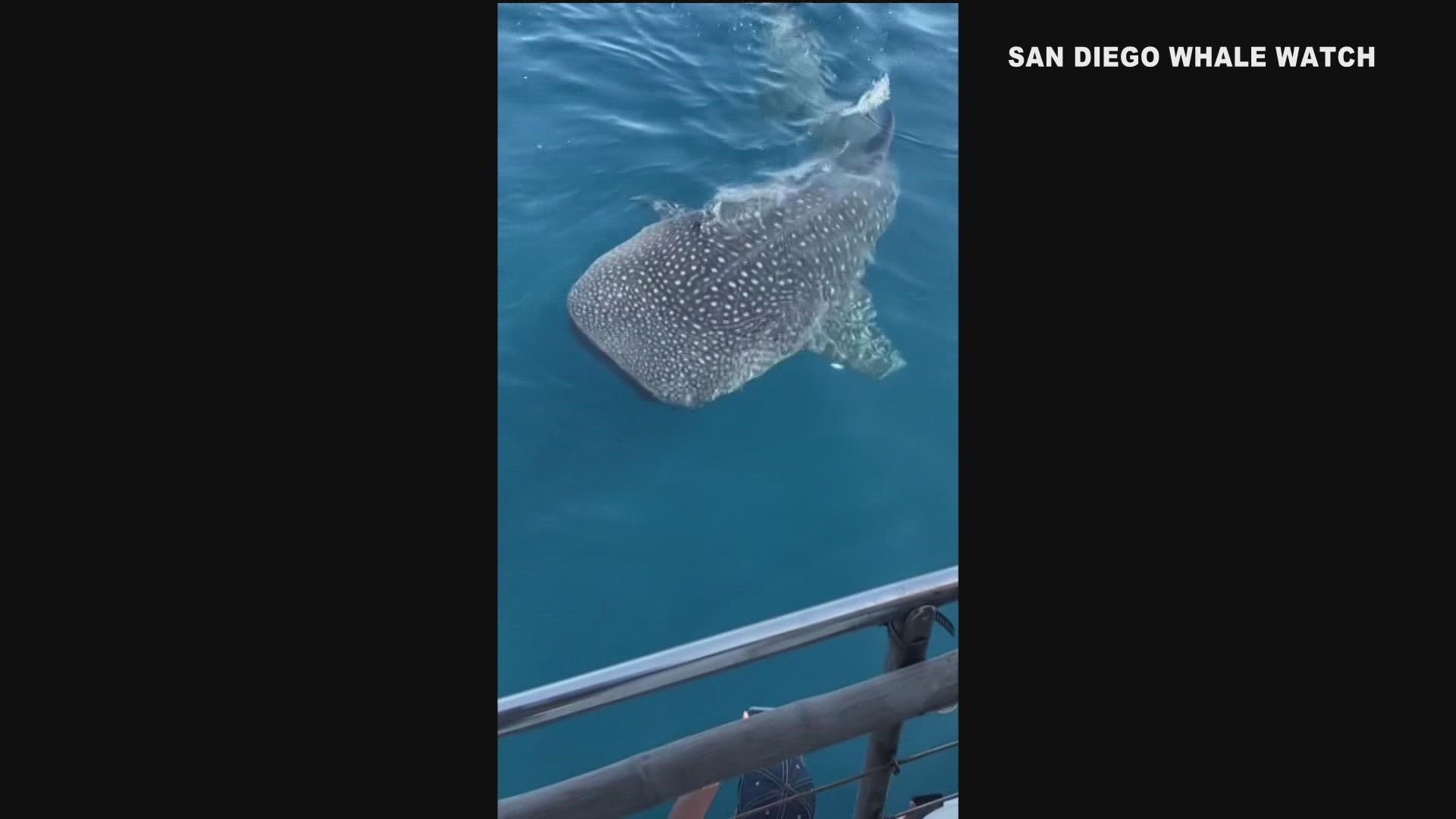 This is a rare sighting of a whale shark approaching the boat of "San Diego Whale Watch" off the shore of Point Loma Monday.