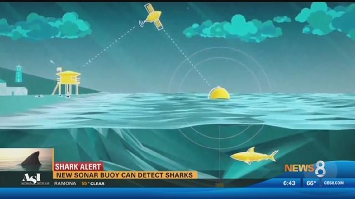 Shark Alert New sonar buoy can detect sharks