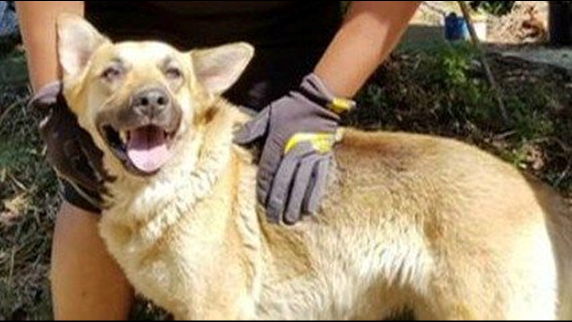 Pet Detective She S Got A Nose For Finding Lost Dogs Cbs8