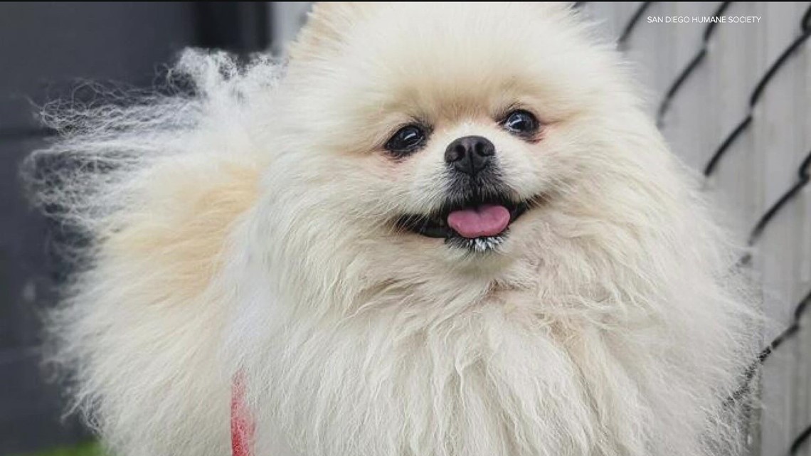 SDHS, CDC help pets of Ukrainian refugees cross border - Vimarsana News