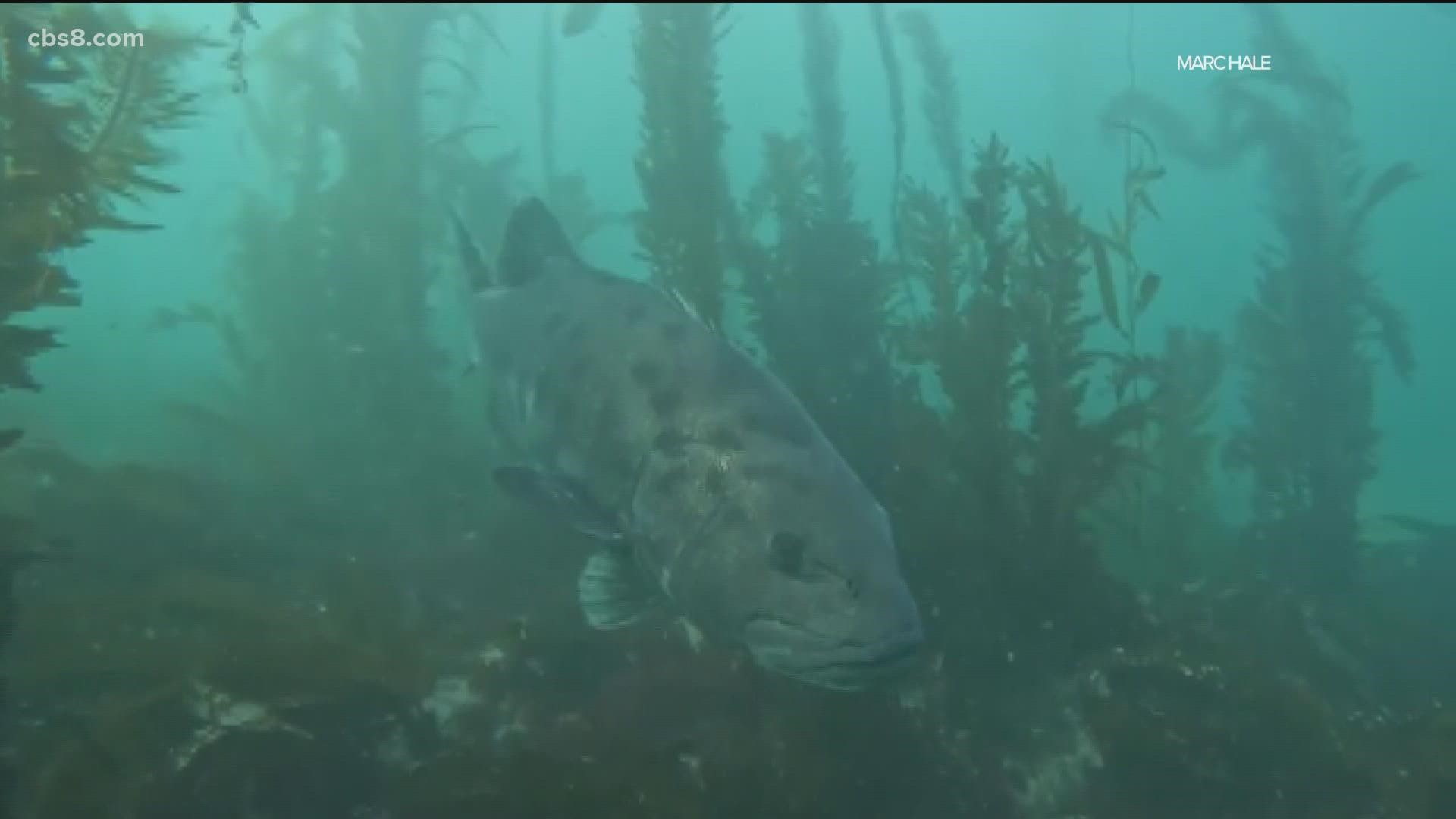 Waterhorse Charters, a diving group, caught this video of a giant sea bass in La Jolla Cove on Sunday, April 10. Credit: Marc Hale