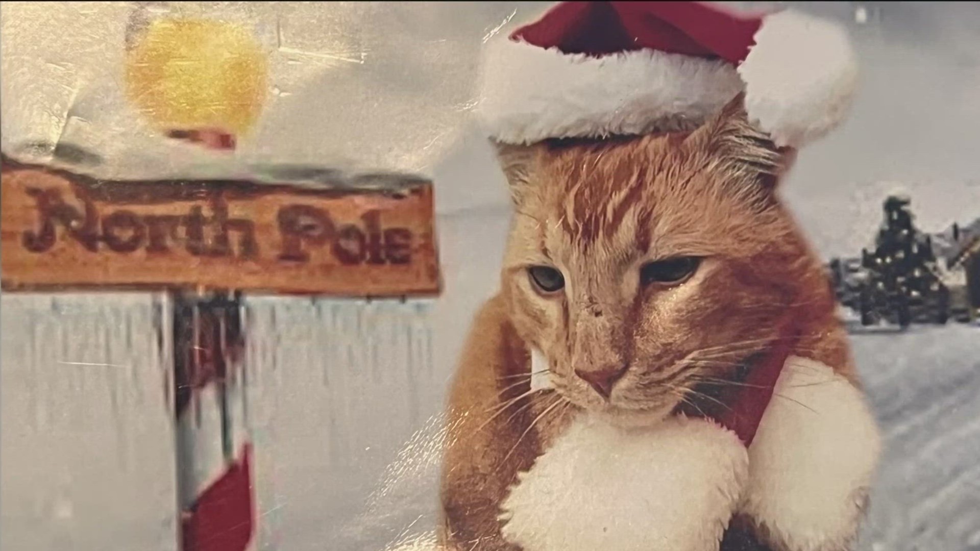 According to San Diego Humane Society, here are the top 10 holiday dangers for pets.