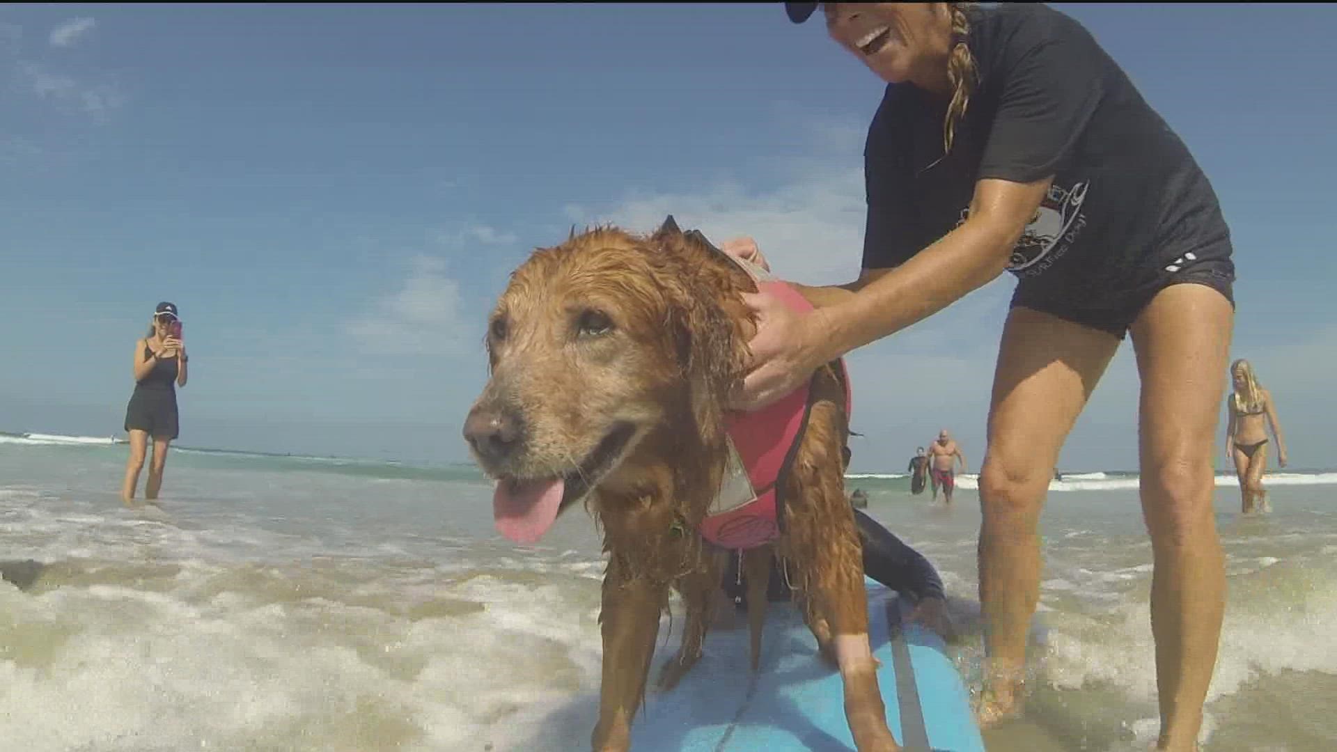 It's the final surf for one therapy dog. For 13 years Ricochet the surf dog has done just that. She's assisted special needs children and wounded veterans in surfing