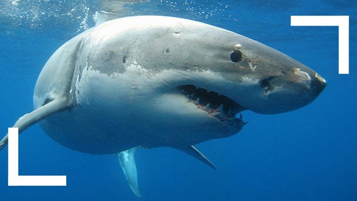 Expert Sounds Off On Man Accused Of Catching, Killing Great White Shark ...