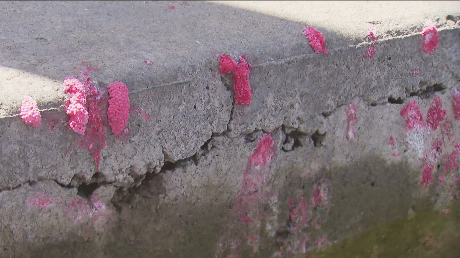 Strange, bubble-gum colored eggs have been spotted around San Diego lakes and reservoirs.