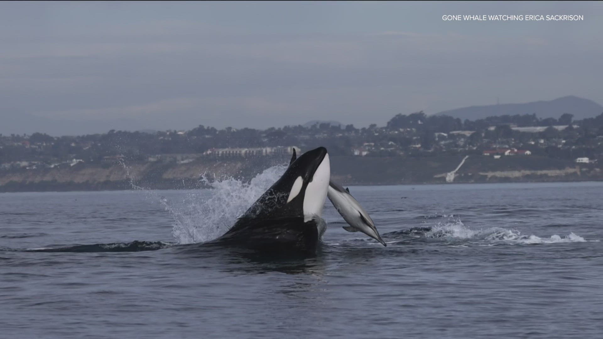 Killer whales spotted off coast of San Diego