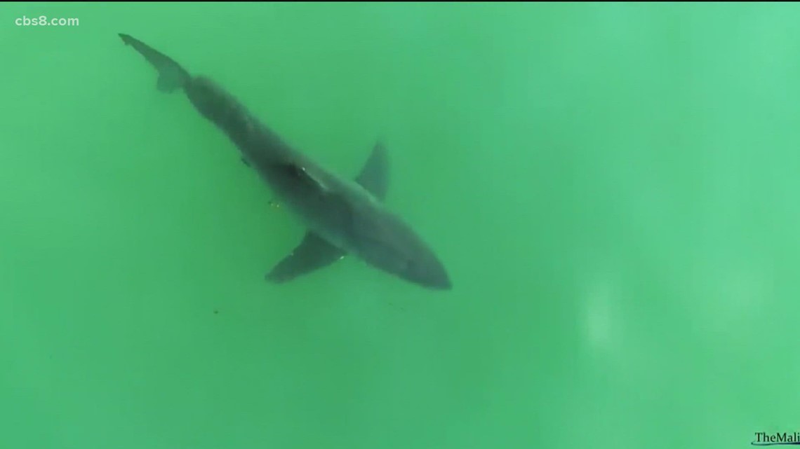 Understanding Sharks | New shark detection buoys in Coronado shed light ...