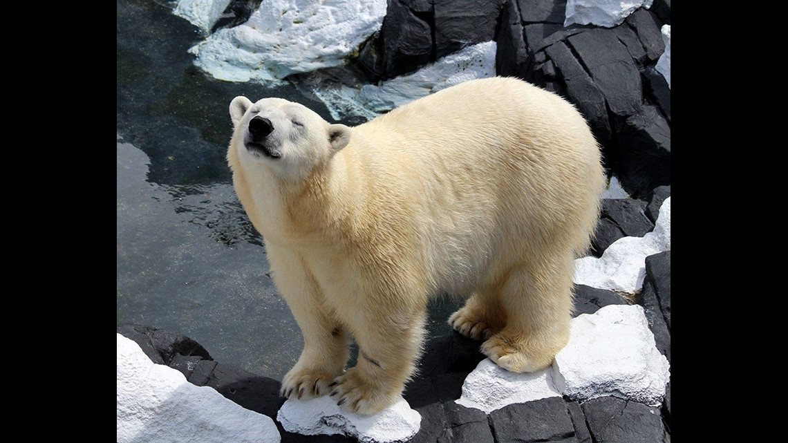 Szenja The Polar Bear Dies At Seaworld Cbs8 Com