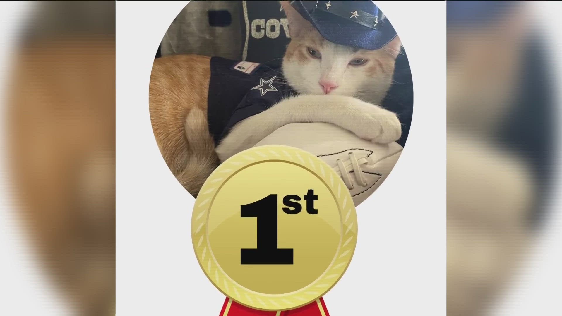 March Madness has come to and end and so has March Meowness. The competition was ferocious in both brackets and now we have a winner.