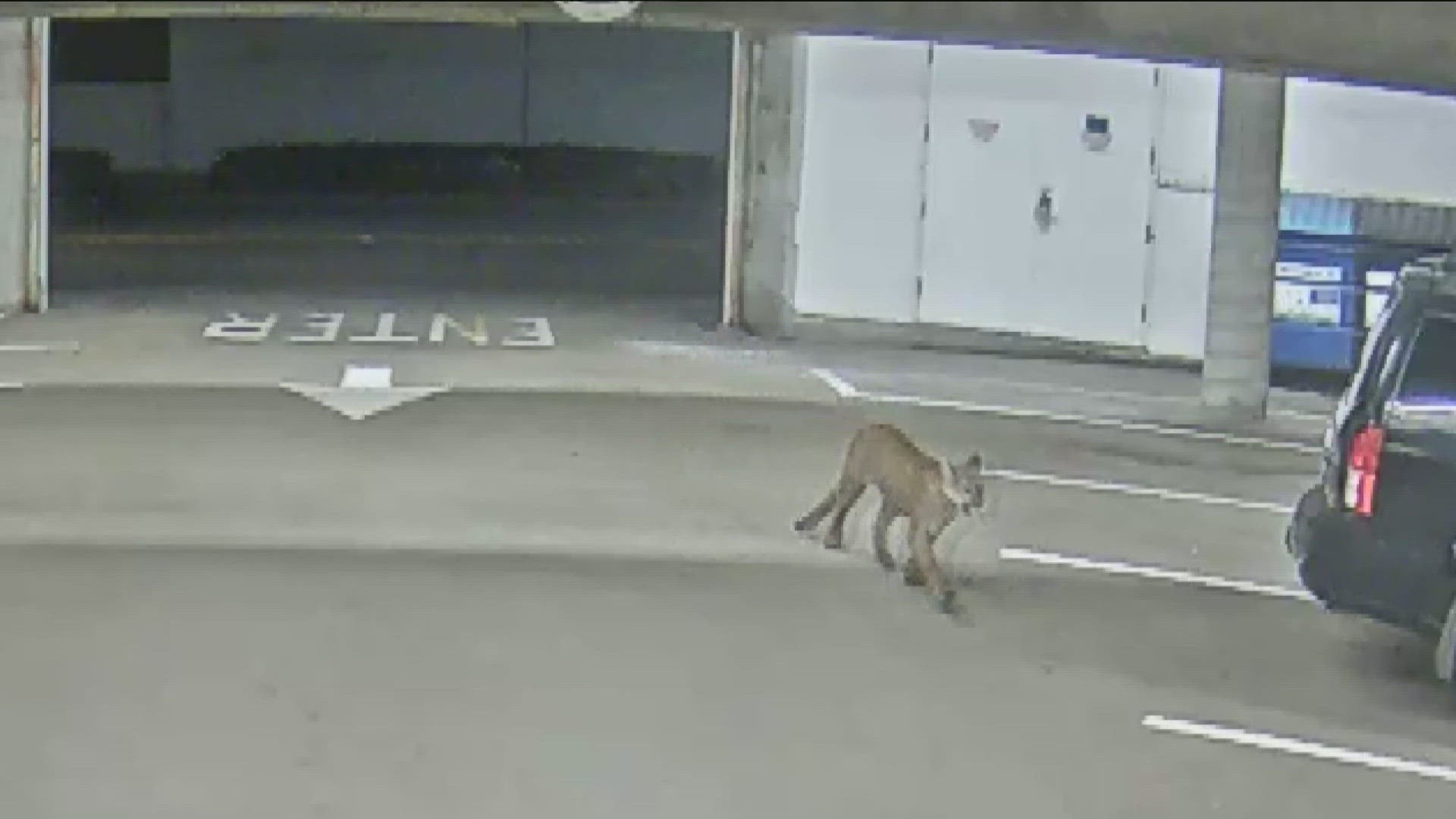 The mountain lion was walking along North River Road in a remote area of Oceanside east of Wilshire Road halfway between Fallbrook when it was struck by a vehicle.