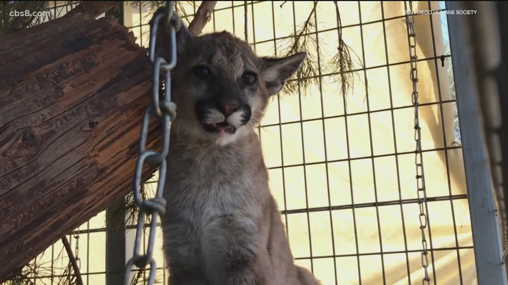 The San Diego Humane Society's Project Wildlife Team will release a rescued mountain lion cub to her new home Friday.