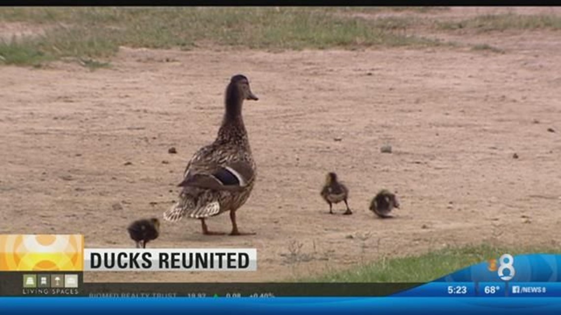 Duck family keeps low profile after scandal