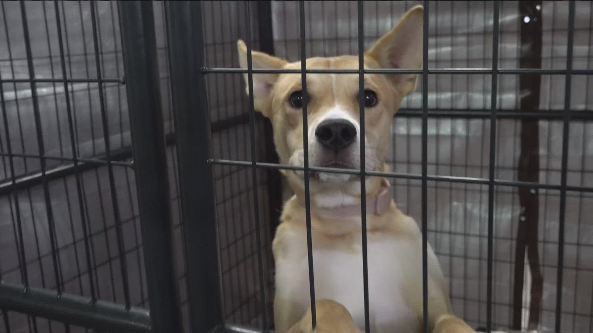 San Diego Humane Society shelters over capacity Tips to keep your pets safe July Fourth