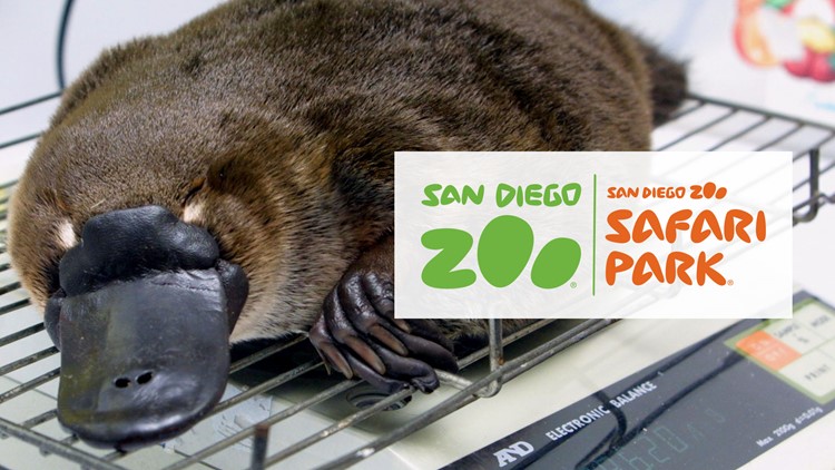 san diego zoo platypus