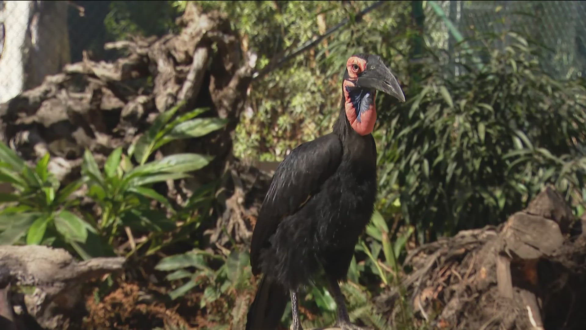 Found in Central and South Africa the Southern Ground Hornbill is a bird of prey