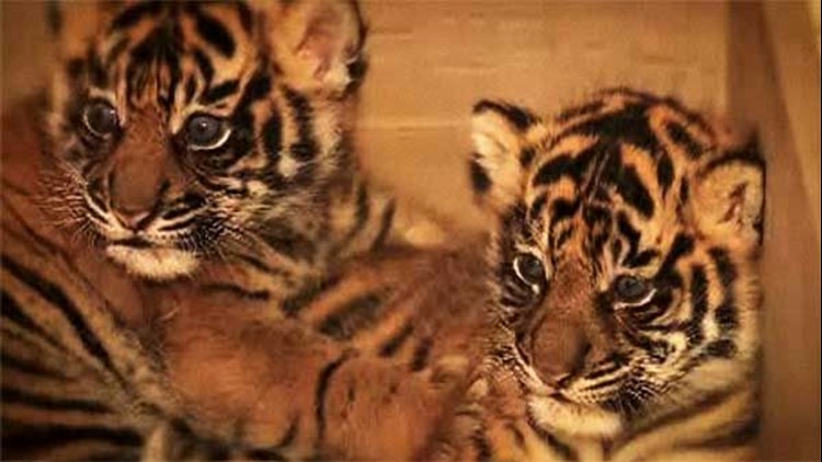 Sumatran tiger cubs born at San Diego California zoo