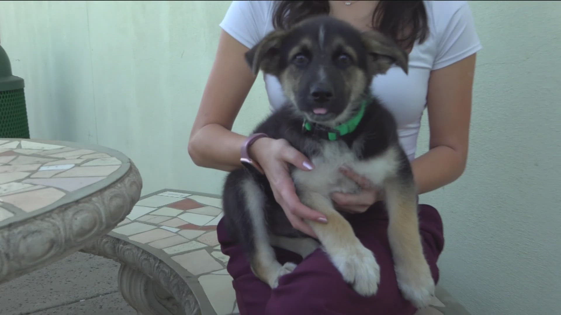 CBS 8's Alex Lai reports on a new study that shows how dogs can communicate with humans using buttons on soundboards.