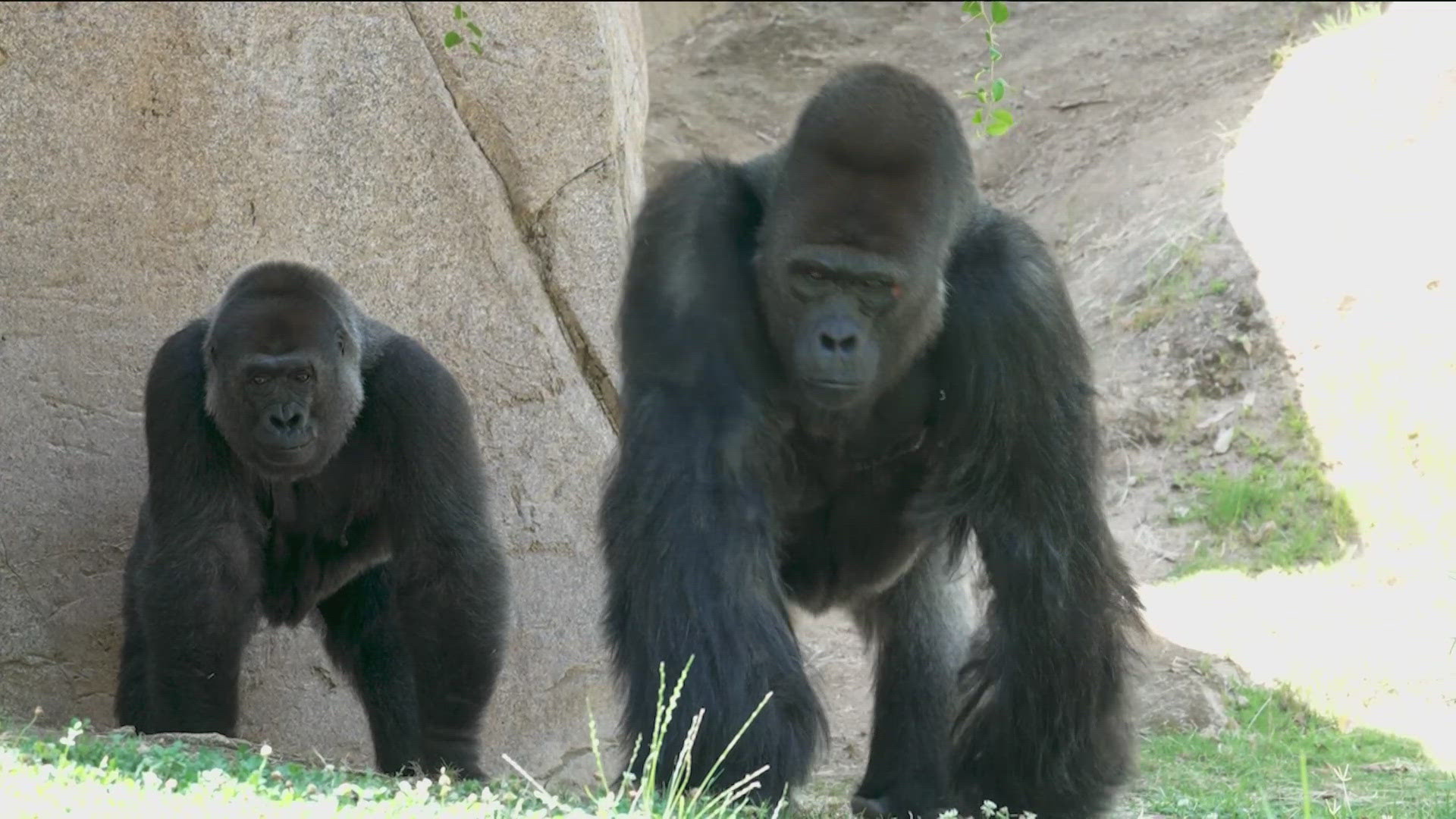Paul Donn, a silverback gorilla, has rejoined the troop he was raised in at the San Diego Zoo Safari Park, to benefit the troop's dynamic. 