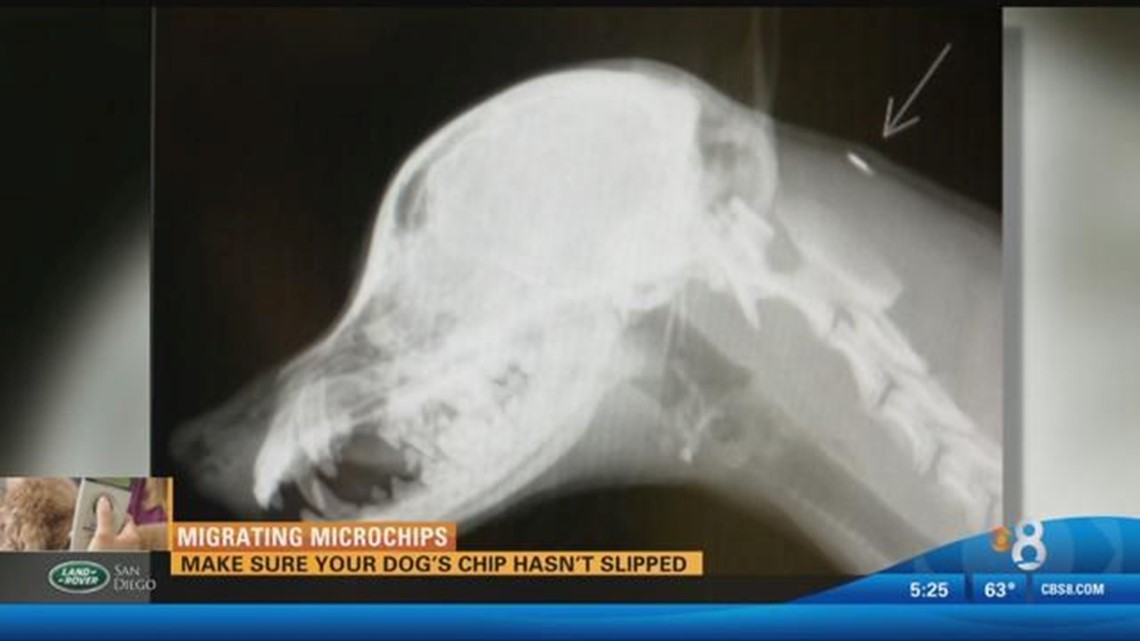 Migrating Microchips Making sure your dog's chip hasn't slipped