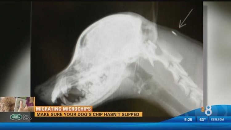 Migrating Microchips Making Sure Your Dog S Chip Hasn T Slipped Cbs8 Com