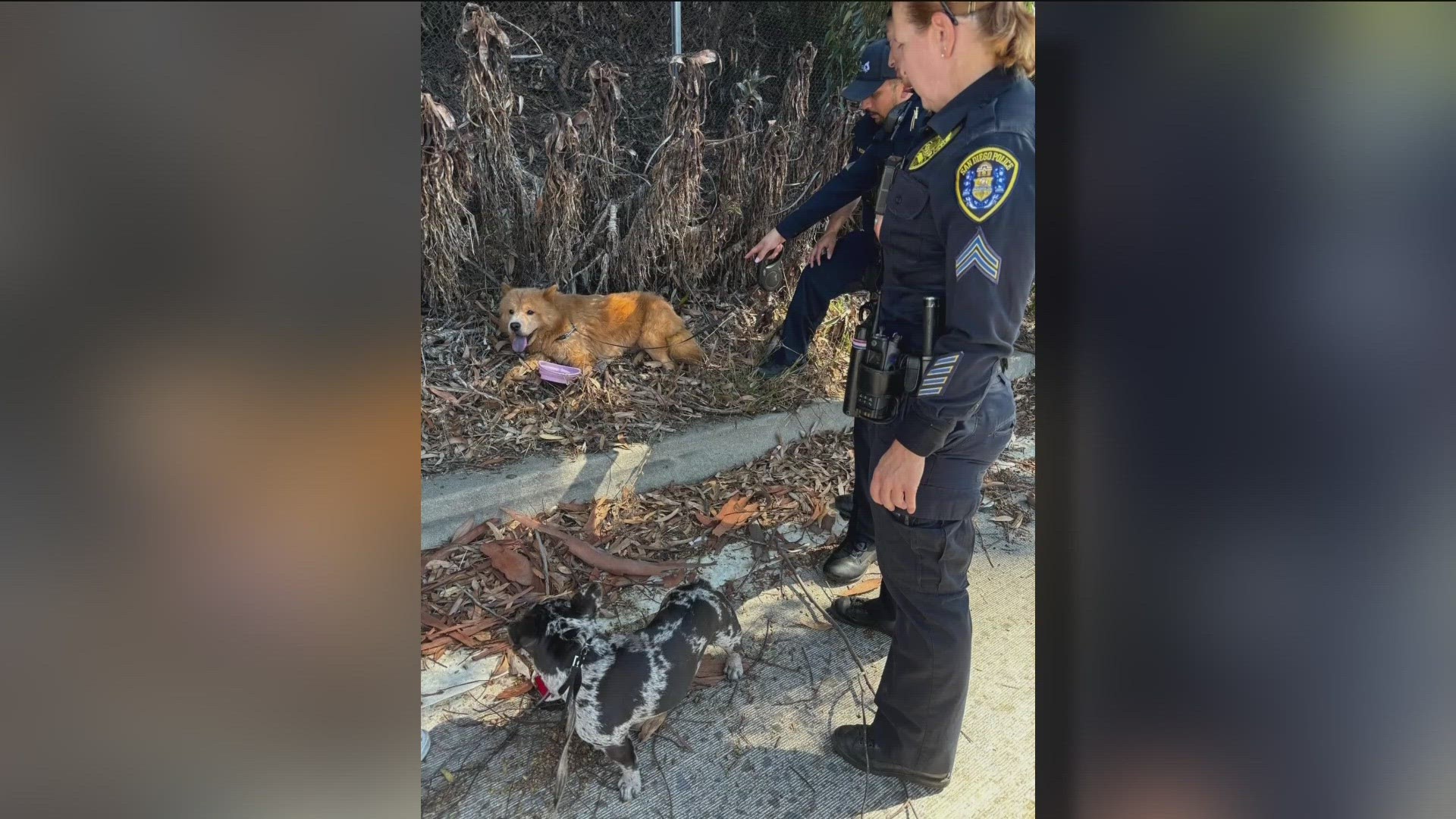 A local dog found his way onto the freeway over the weekend, but thanks to some good Samaritans and several officers, he made it home safely.