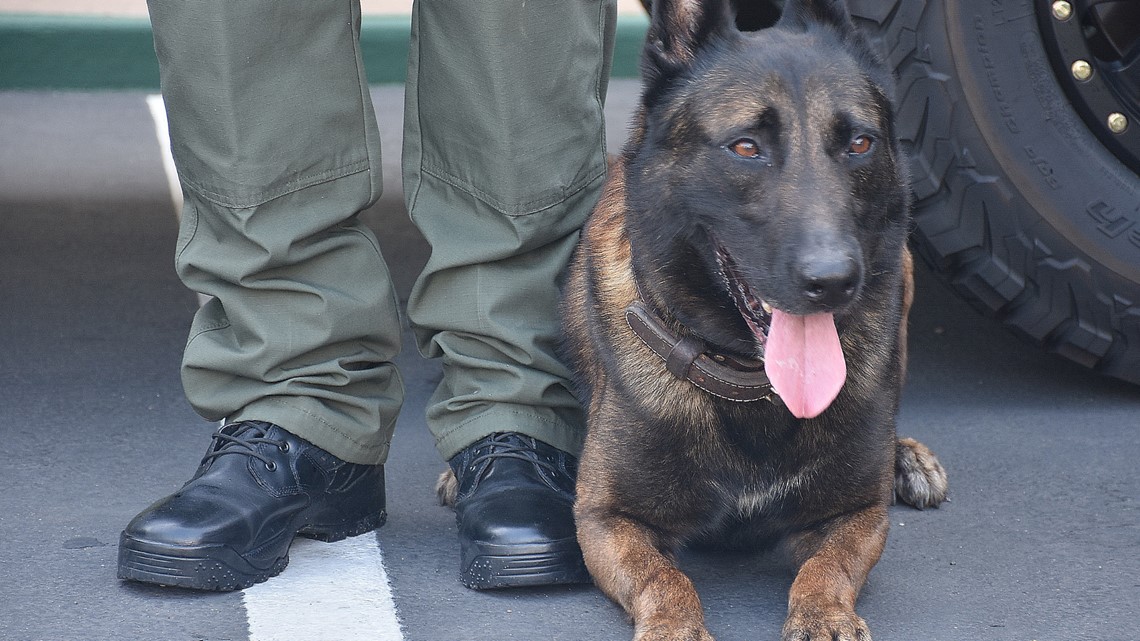 San Diego Police's use of K-9s during arrests has increased - Vimarsana News