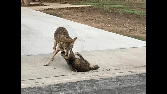 Coyote viciously kills a house cat in Mira Mesa | cbs8.com