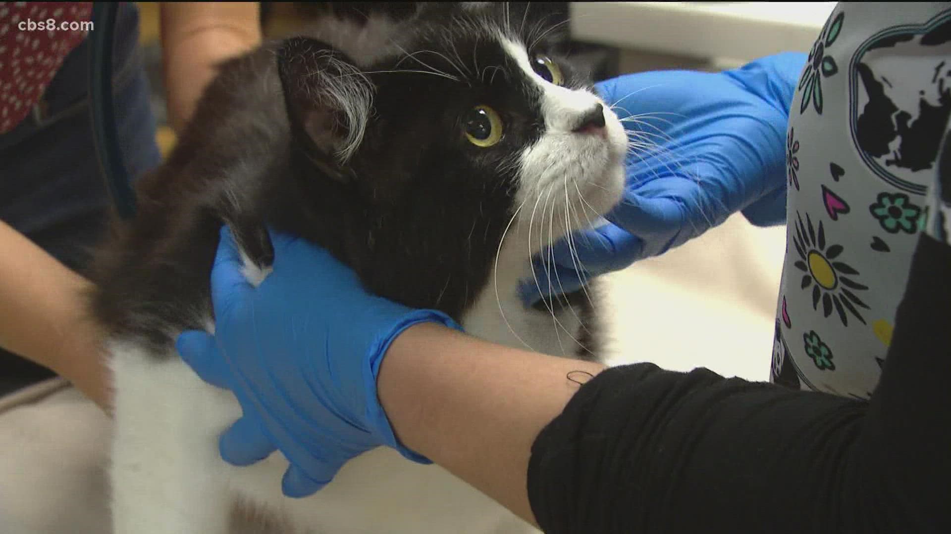 Local pet owners say it's becoming more and more difficult to make veterinarian appointments.