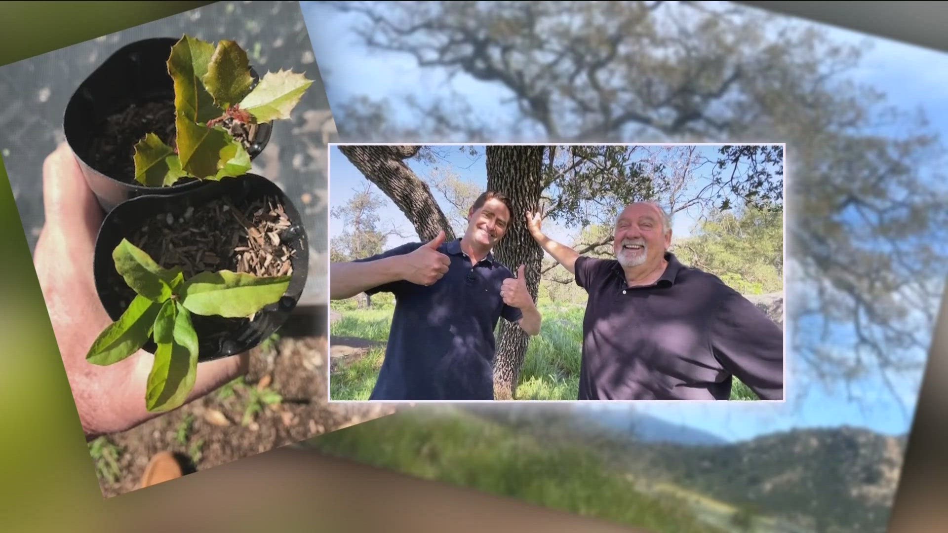 Retired science teacher Jim Crouch needs your help to save rare species of oak tree.