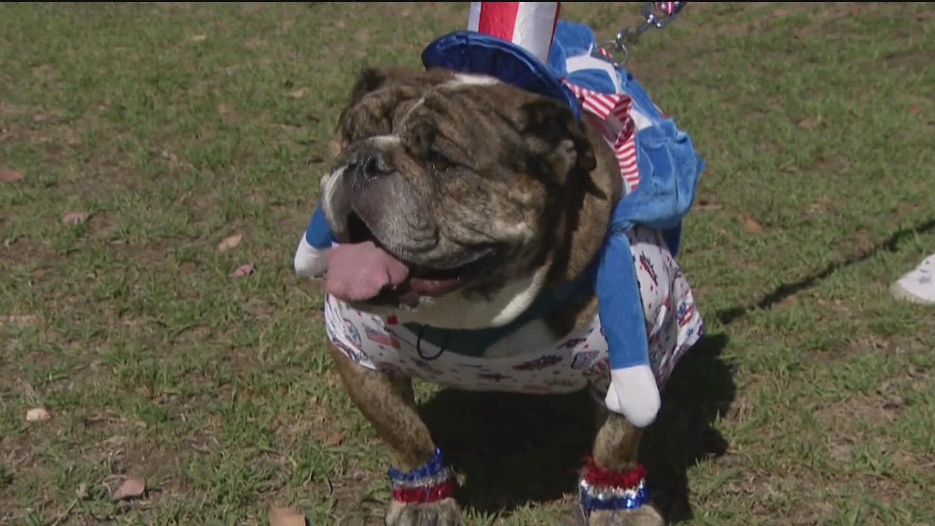 Bentley, the bulldog, may come from British decent, but he bleeds Red, White and drool!