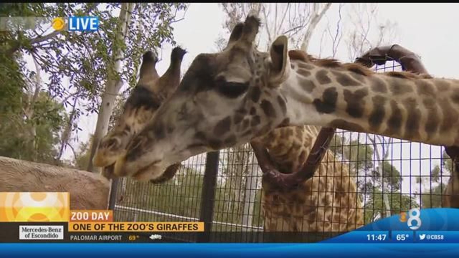 Zoo Day rounds up with a sloth, two giraffes and koala | cbs8.com