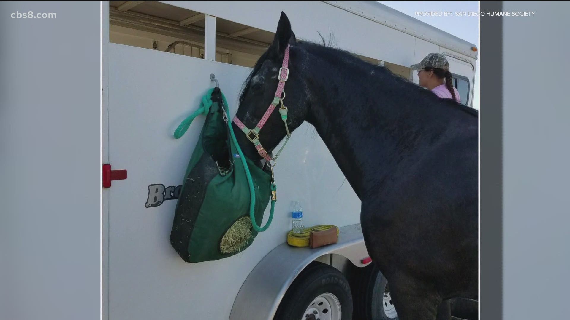 On Saturday, the humane society said the horse named Raven was feeling much better and shared video from the animal's owner on Twitter.