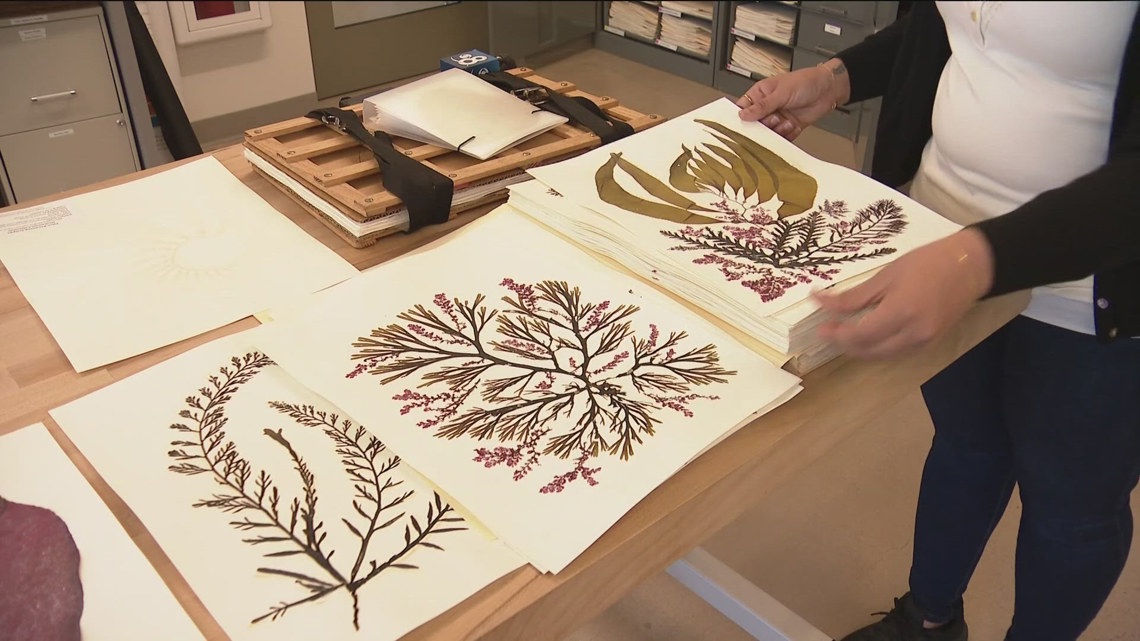 UC San Diego scientists discover climate solutions in seaweed collection