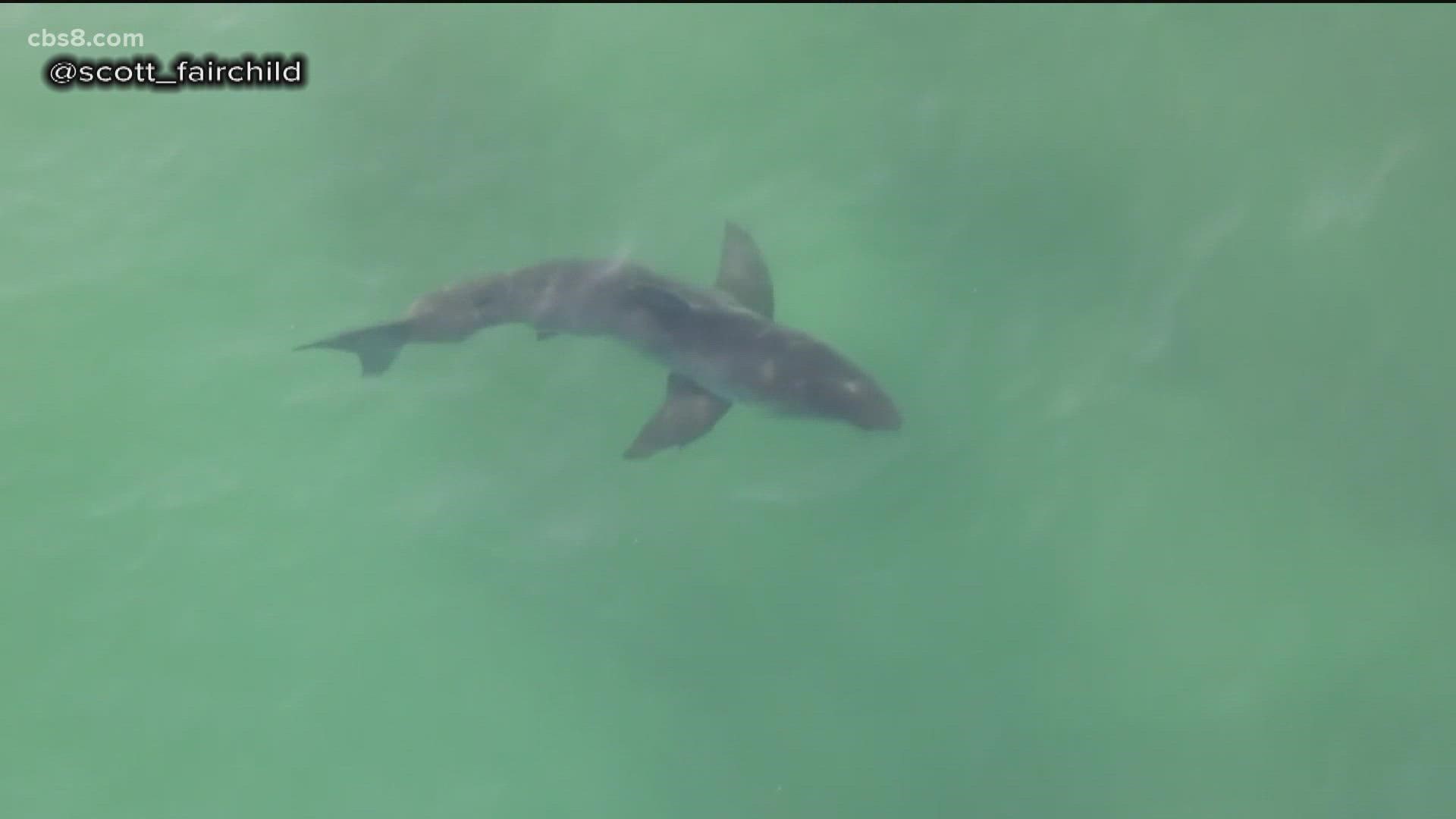 The drone video shows surfers just feet away from white sharks in the Pacific Ocean in September.