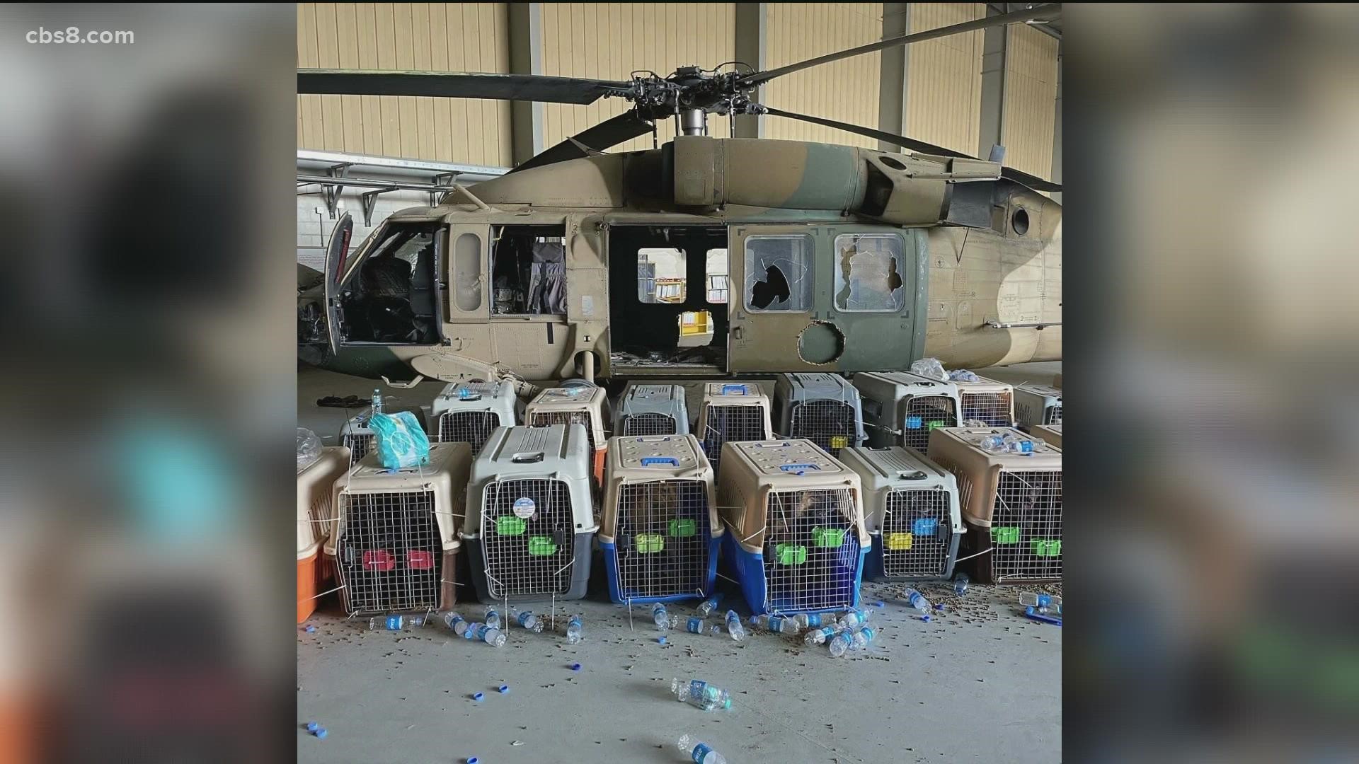 Viral posts claim the U.S. government left military service dogs in cages at the Kabul airport but multiple government agencies confirm those reports are false.