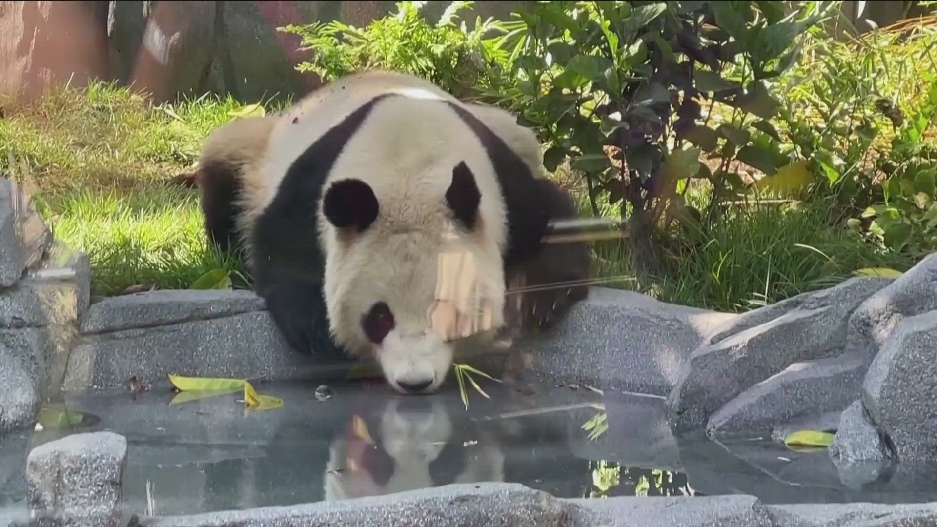 Giant pandas, Yun Chuan and Xin Bao, made their public debut Thursday, August 8, as the San Diego Zoo celebrated the opening of Panda Ridge.