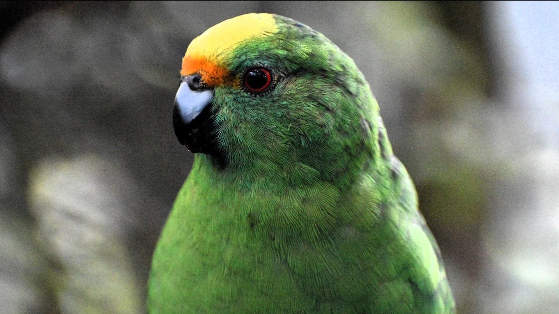 Parakeets Trixie and Nacho help save New Zealand orange‑fronted ...