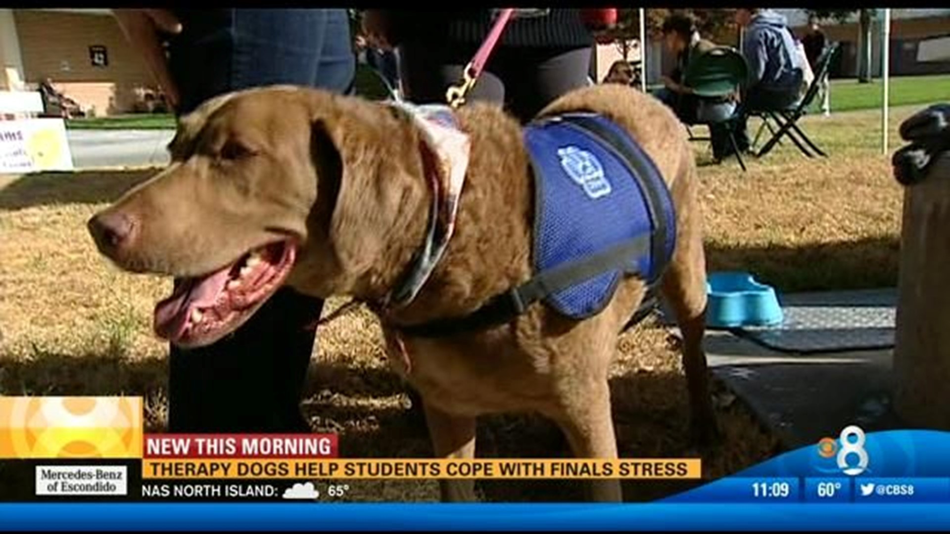 Therapy dogs help students cope with the stress of finals | cbs8.com