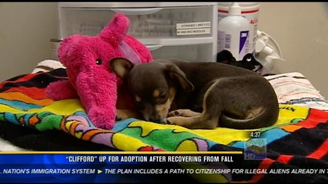 2 amazing dogs up for adoption after recovering from injuries | cbs8.com