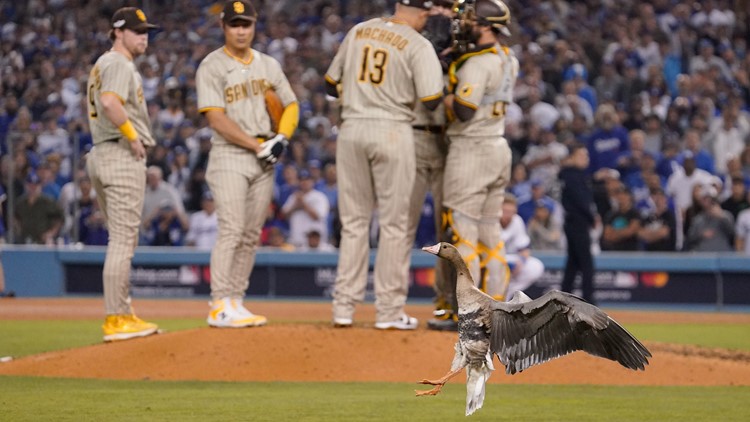 The goose got loose during Padres vs Dodgers Game 2