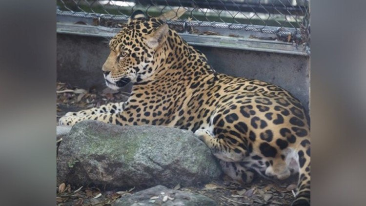 Jaguar  San Diego Zoo Wildlife Explorers