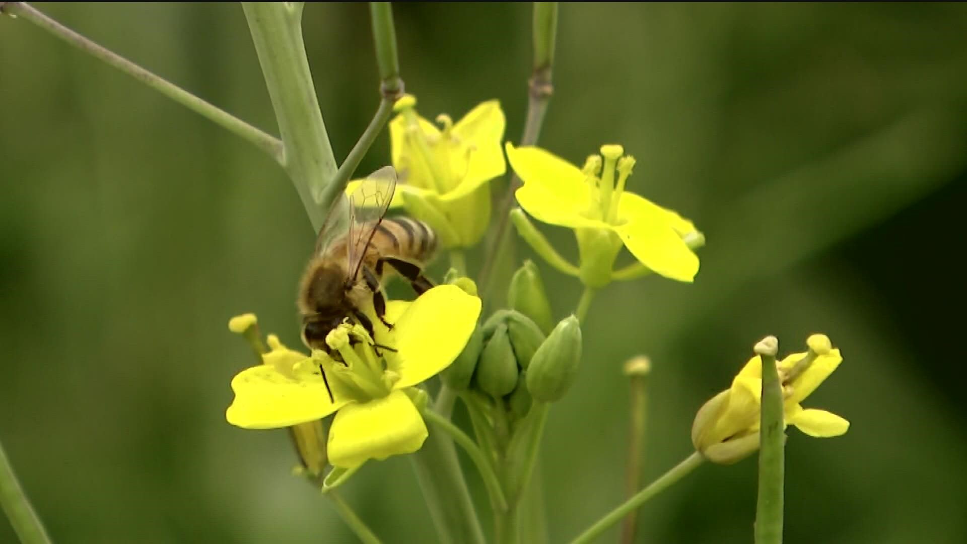 Environment California, an organization aiming to make the world a greener, healthier place says pesticides in our urban waterways are putting bees in danger.