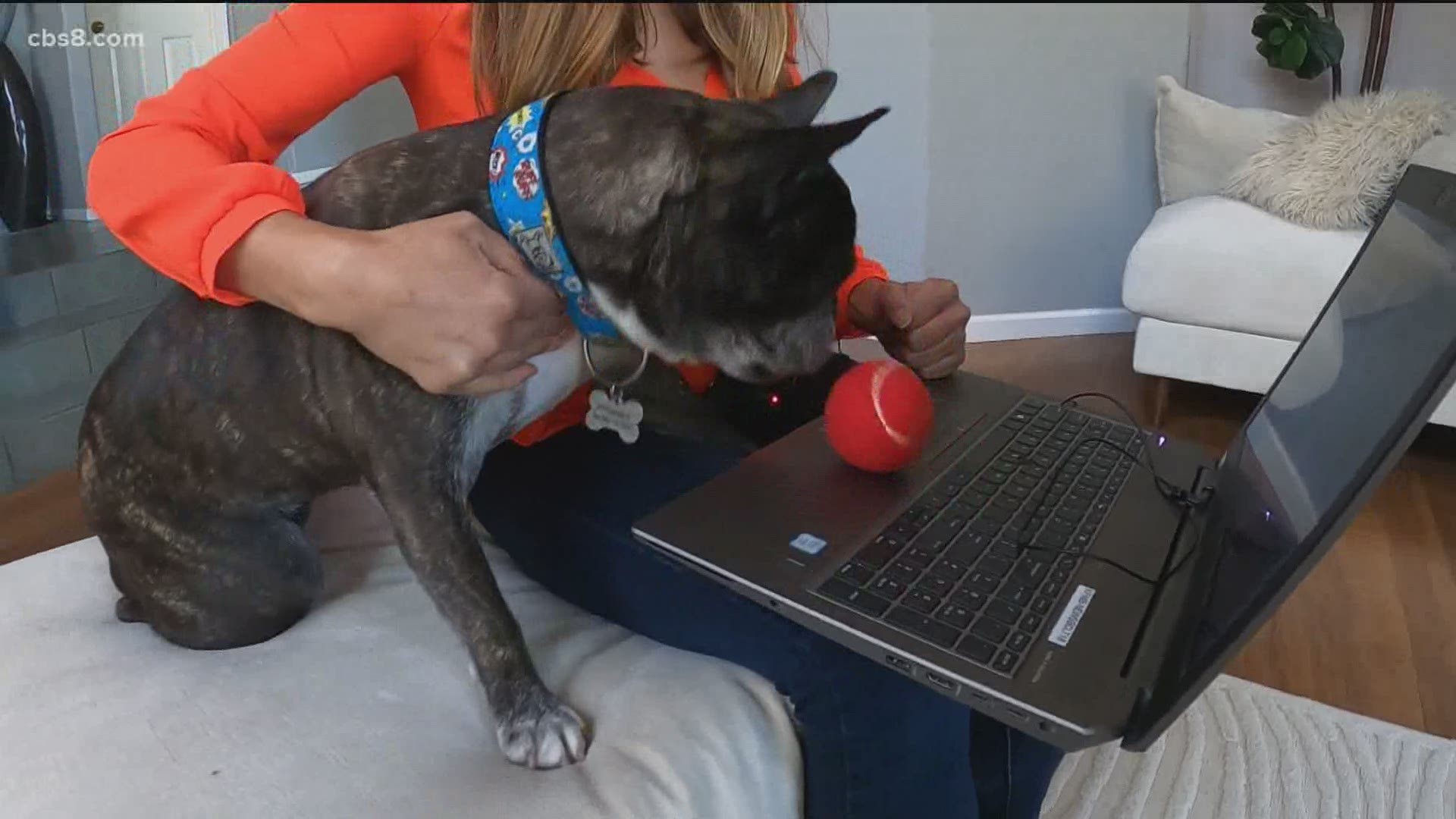 A certified dog trainer has some tips on how to help your dog adjust to life after quarantine.