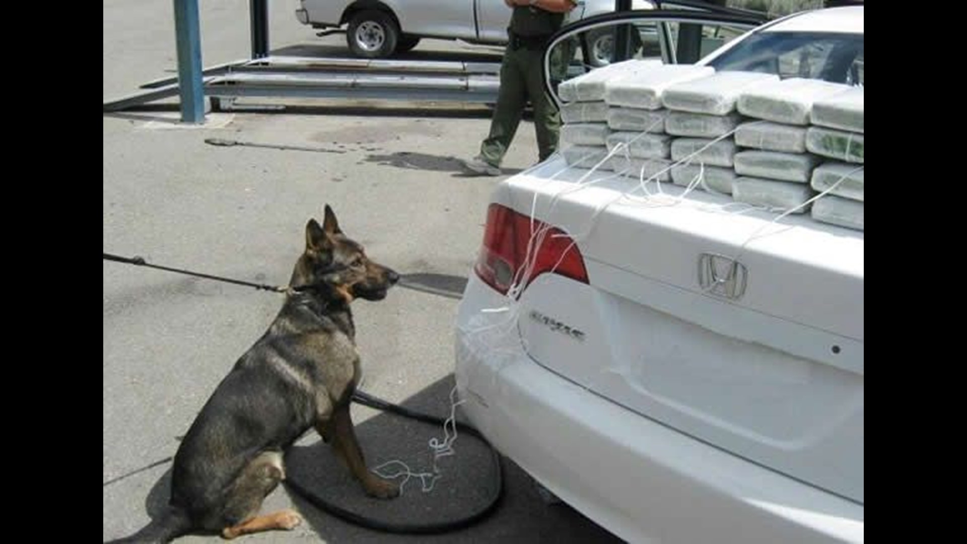 Border Patrol dog sniffs out $772,000 in cocaine hidden inside car ...