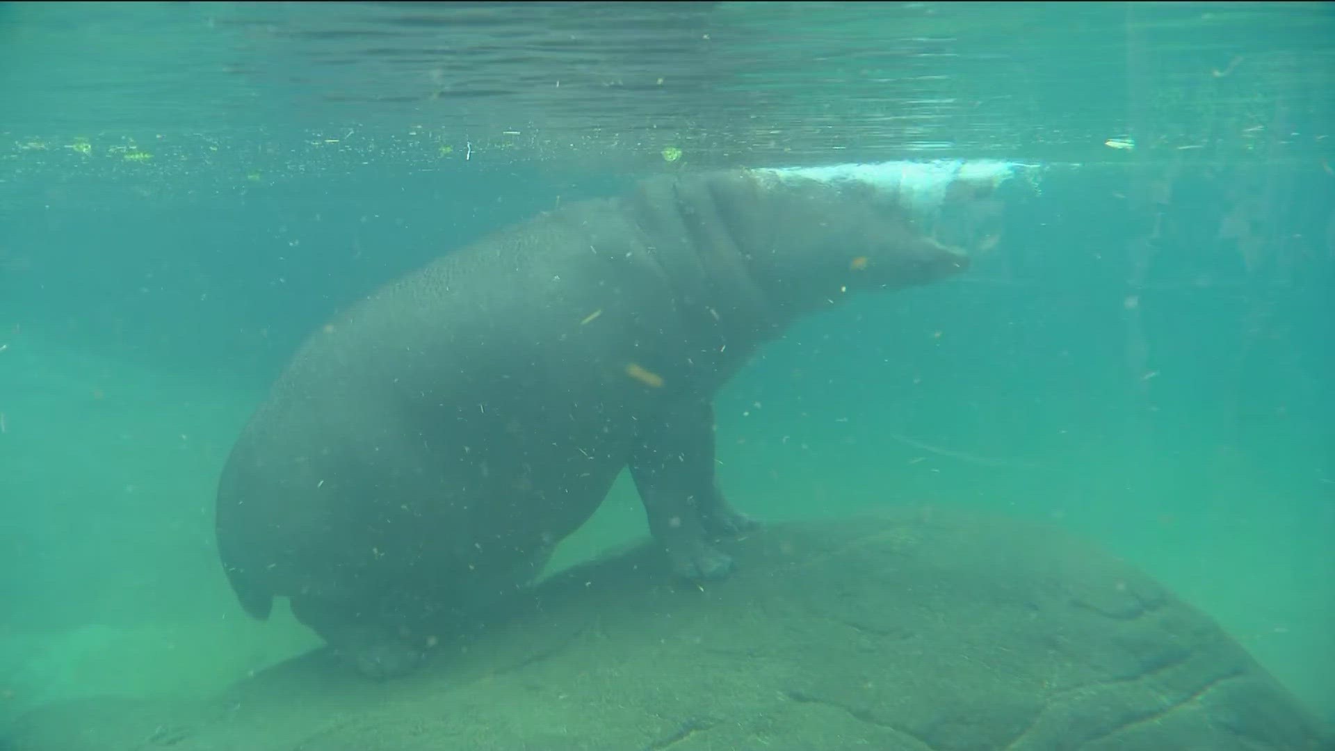 CBS 8 previews the new hippo exhibit at the San Diego Zoo.
