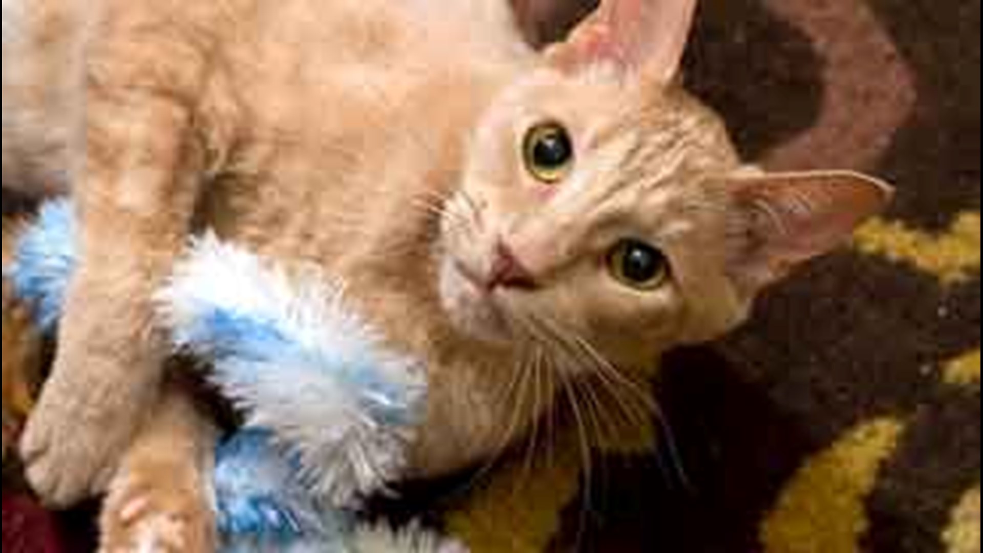 Sugar Daddy: Beautiful kitty ready for love | cbs8.com