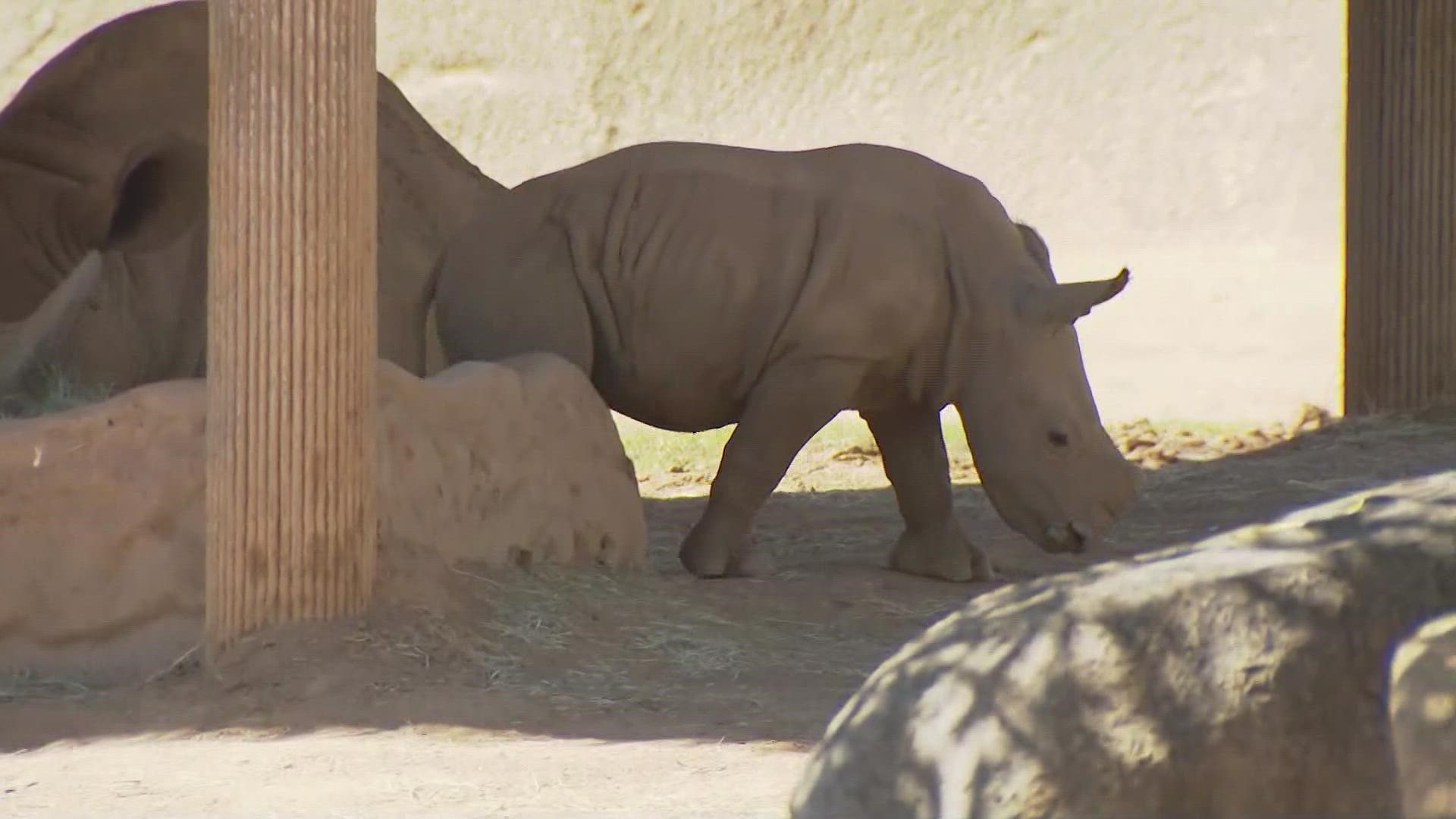A six-week-old male southern white rhino calf at the Nikita Kahn Rhino Rescue Center at the San Diego Zoo Safari Park has been named.