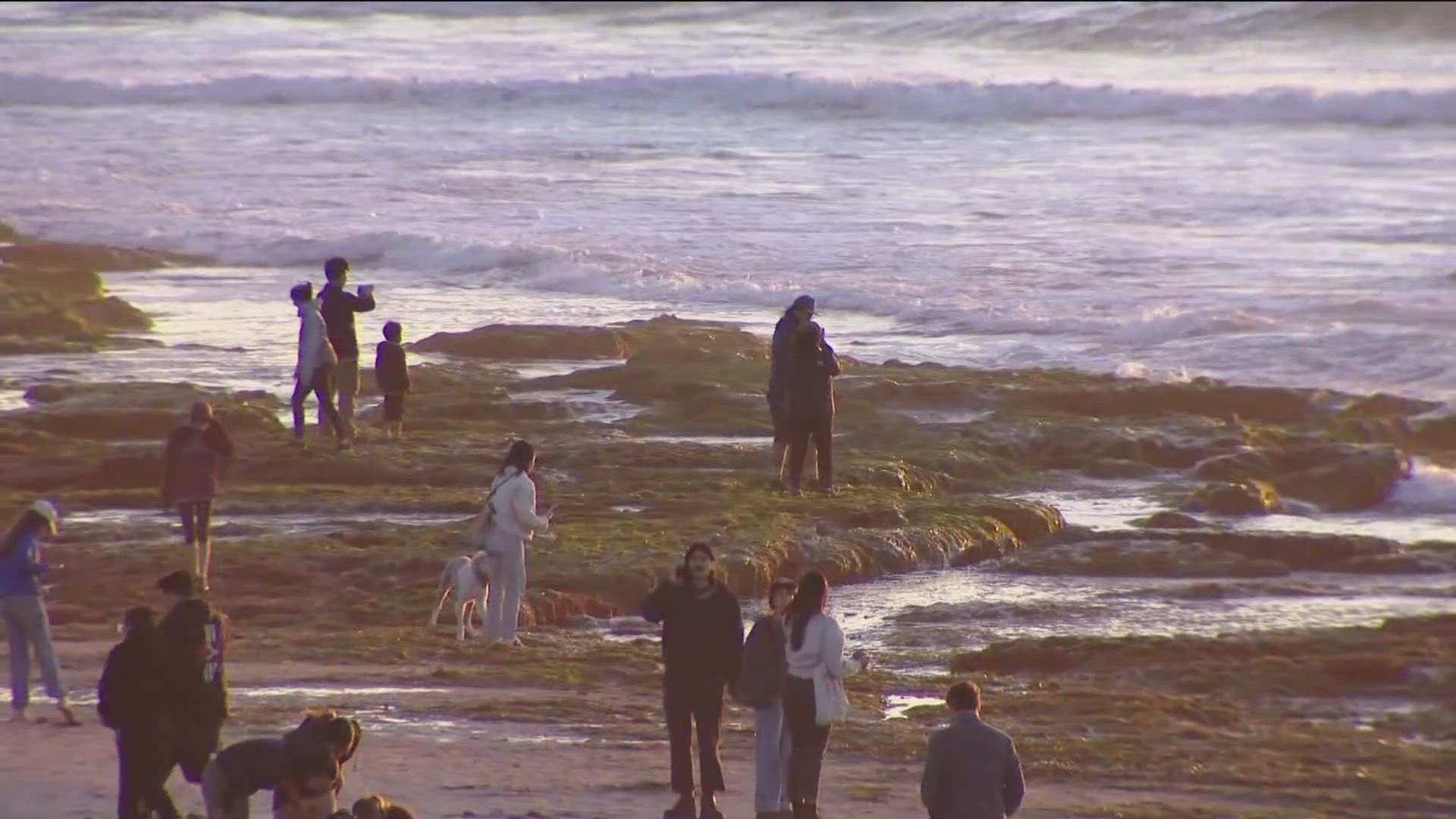 CBS 8's Alex Lai reports on how king tides are giving beachgoers a chance to explore tide pools along the San Diego coast.