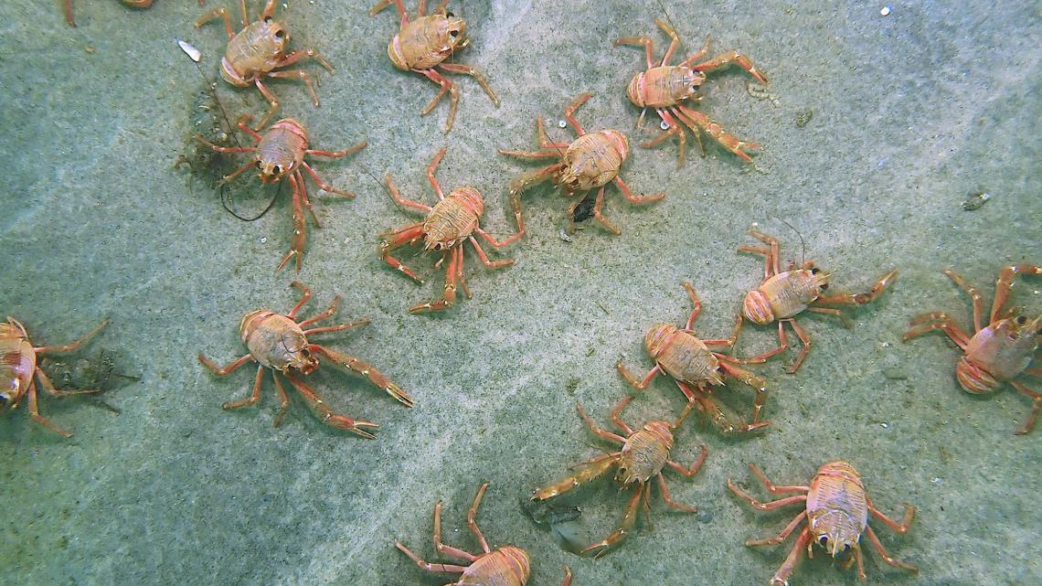 Photos Tuna crabs swarm San Diego