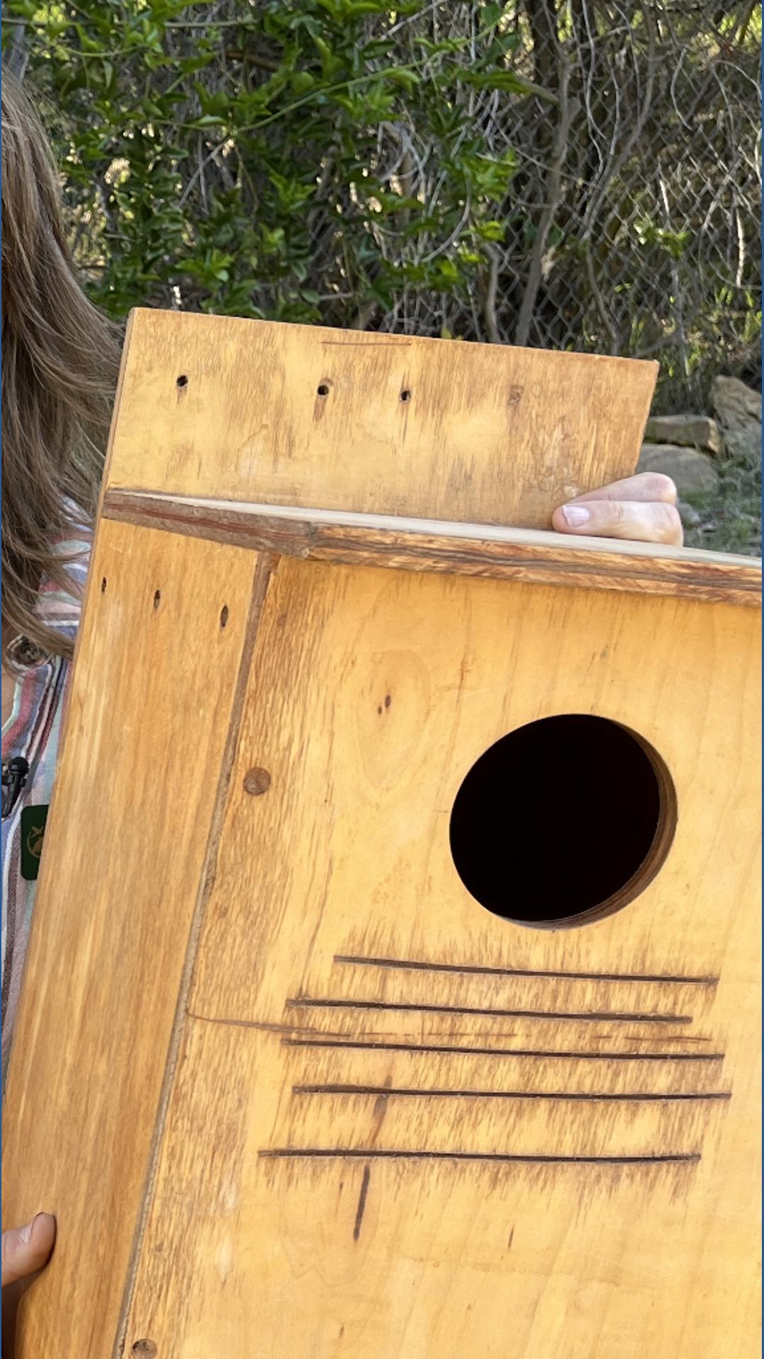Small Falcon Indiana Here's how you can help save North America's smallest falcon | cbs8.com